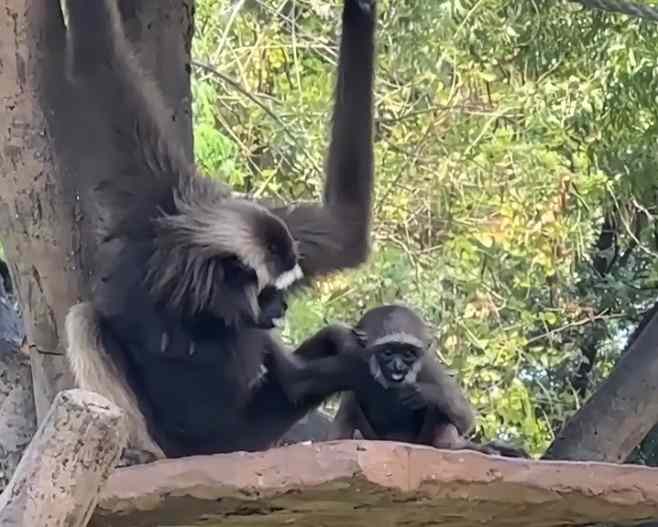 Taman Safari Indonesia Tambah Keluarga Baru, Ini Dia 