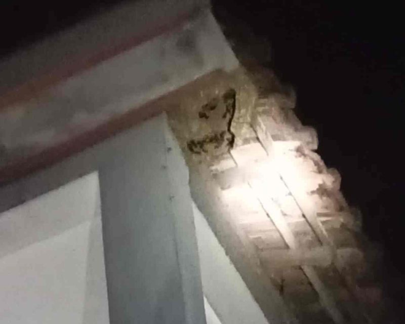 Lebah Mengamuk, Tiga Warga Jongkang jadi Korban Sengatan